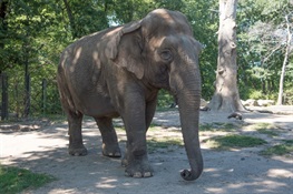 Maxine, A 48-Year-Old Asian Elephant, Has Been Euthanized at the Bronx Zoo 